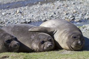 Royal Bay, South Georgia Island 232.jpg